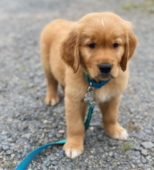 Bentley (female) (1)