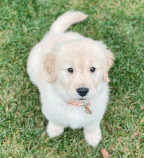 Stella (female). (1)