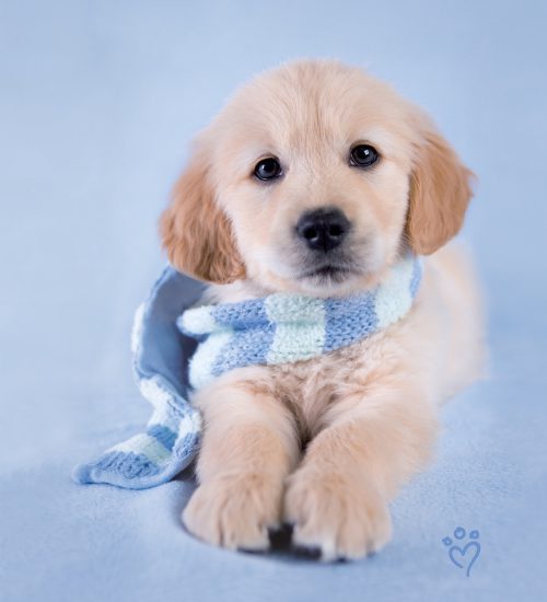 wallpaperflare.com_wallpaper (42)